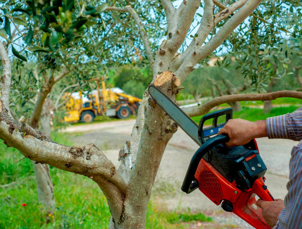 Residential Tree Removal in Medina, MN